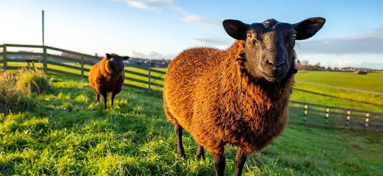 Two curious brown sheep in the grass